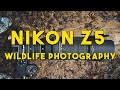 2021 Nikon Z5 for Wildlife Photography