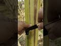 Key Step Before Making Banana Wine: Sap Extraction