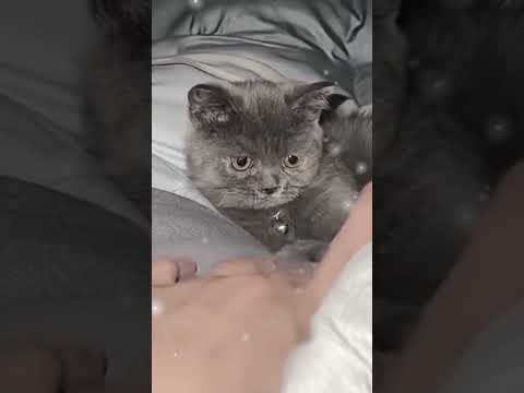 بشبوشة اكسبلور الشامي