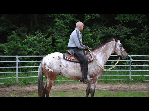 Video: Plemeno Koní AraAppaloosa Hypoalergenní, Zdraví A životnost