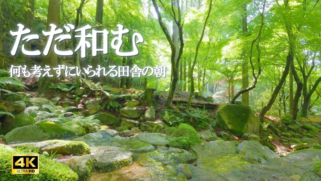 何も考えずにいられる田舎の朝｜鳥のさえずり 川のせせらぎ｜リラクッス、ストレス緩和、読書【自然の音 4K relaxing nature sounds】