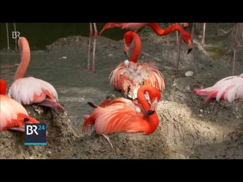 Flamingo-Küken im Tierpark