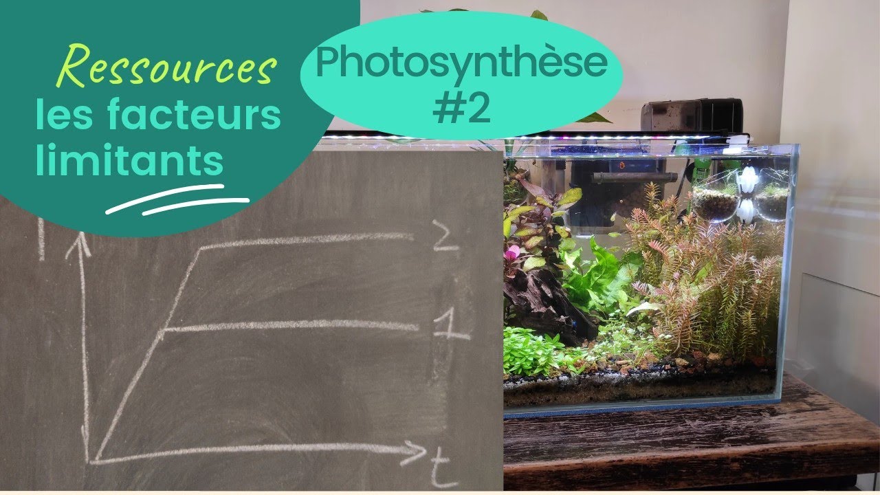 Comment avoir de belles plantes en aquarium - facteurs limitants