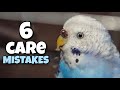 6 common 𝗺𝗶𝘀𝘁𝗮𝗸𝗲𝘀 that budgie owners make ❌