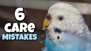 Common Budgie Care Mistakes Owners Make