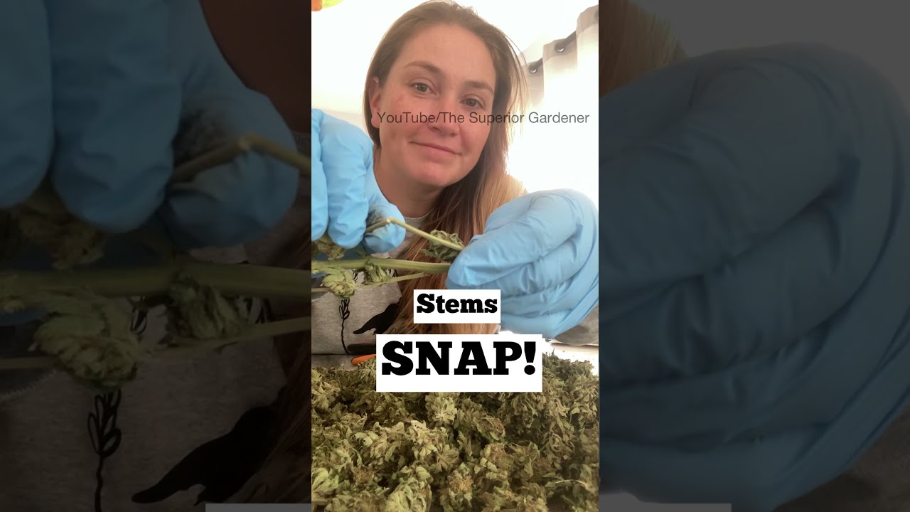 How to CURE Cannabis