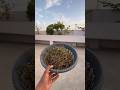 Kya Apne Kabhi Ye Saag Khaya Hai ? #terrace #kitchengarden