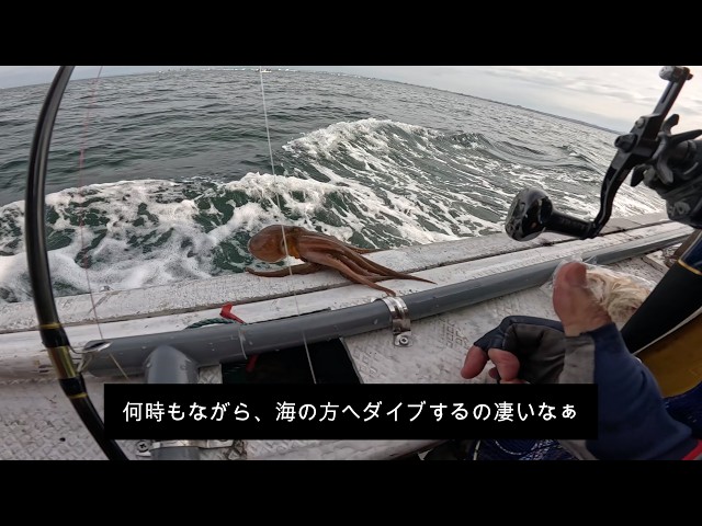 明石タコ釣り 26タコマスターXR S175と22極鋭エギタコ S176 使い比べて