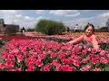 Добропарк - парк тюльпанов под Киевом, поля тюльпанов как в Голландии - 4K