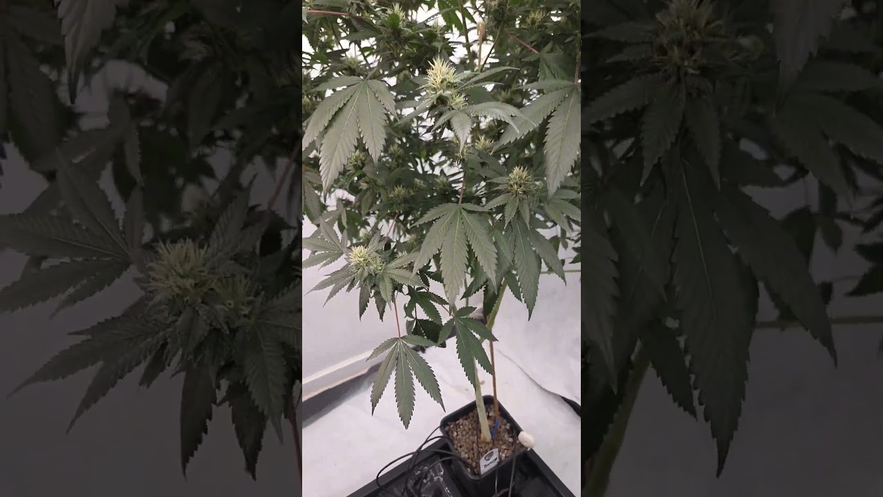 T.H.SEEDS Beasty! week 4 of flowering. 