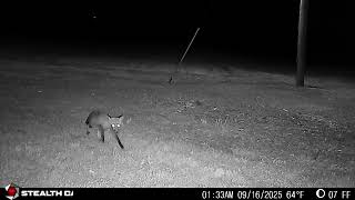 09 16 2025 Full Day Wildlife Takeover- Daily Long Video #wildlife #deer