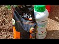 L'ARMA LETALE DELLA VECCHIA SCUOLA PER LA PROTEZIONE DELLE PIANTINE DAI FUNGHI NELLE PRIME FASI !🌿🌿🌿