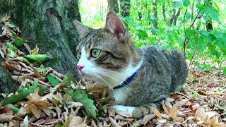 Amazing! This Cat Is not Afraid of Dogs!