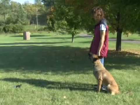 Video: Kraften til træning af hunde med markører