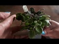 How to remove suckers and clean up an african  violet major haircut