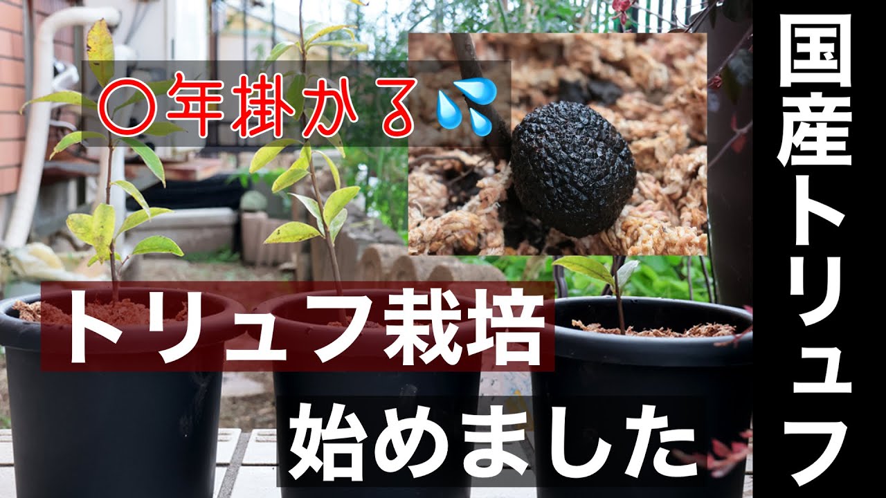 Truffle cultivation begins - YouTube