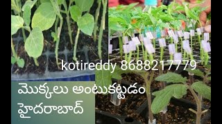 grafting plants telangana