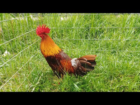 Video 28/9 Tóp 2 gà 2kg7 - 2kg9 /// Ae xem tham khảo ///... - youtube