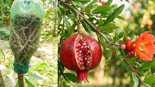 Create seedlings by grafting pomegranate tree branches in an easy way using cocopeat.