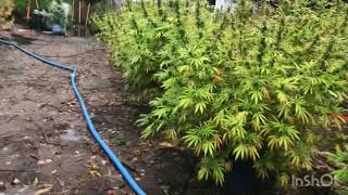 Outdoor grow: October 5th 2020