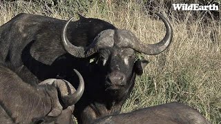 WildEarth - Sunset Safari - 07 August 2023