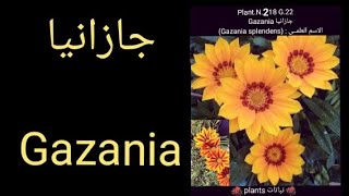 جازانيا Gazania