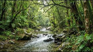 Tranquil River Flow in a Quiet Forest | Beautiful Nature Sounds for Deep Sleep