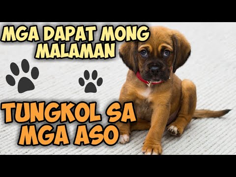 Video: Pag-aalaga Ng Aso