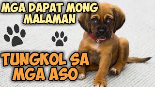 Mga dapat tandaan sa pag aalaga ng aso | Benipisyo ng pag aalaga ng aso