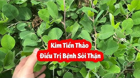 Cây Kim Tiền Thảo Hỗ Trợ Điều Trị Sỏi Thận