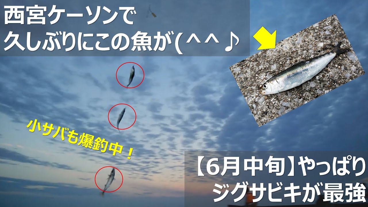 ジグサビキ最強 西宮ケーソンサビキ釣りでマイワシ回遊の時期キタ ﾟ ﾟ Youtube