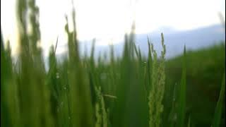 Video Background Pemandangan Sawah No Copyright