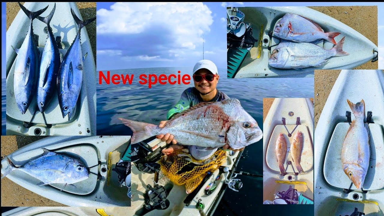 New specie || Tuna || hamour || sheri || trevally || Light jigging || kayak fishing uae