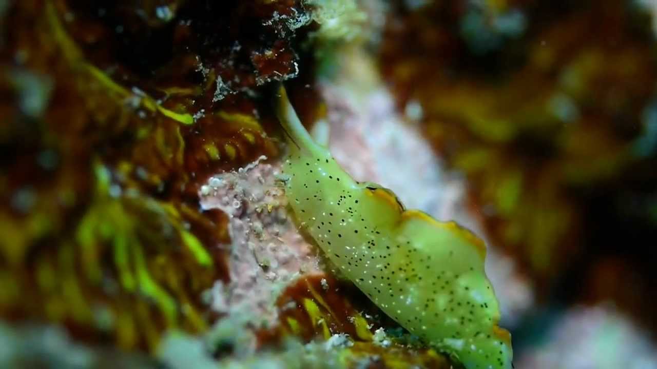 奇異果逛大街  (SACOGLOSSA‧囊舌目,Plakobranchidae‧平鰓科)