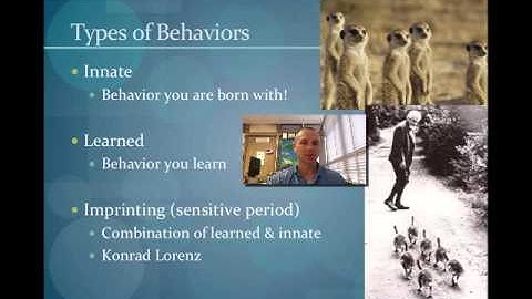 Animal Behavior