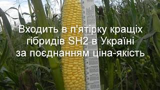 Кукуруза Растлер F1 - универсальный гибрид сахарной кукурузы.