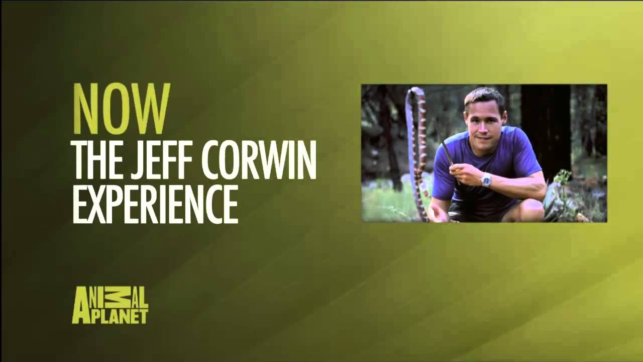 анимал планет программа. логотип канала animal planet hd. Animal planet заставка. логотип канала animal planet. анимал планет программа.