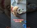 Самая сложная работа!😁 #shorts #viralvideo #funny #humor #jokes #смех #юмор #приколы #шутки #хит
