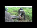 Removing snare from elephant&#39;s leg #shorts #elephanttreatment