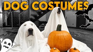 DIY HOMEMADE DOG HALLOWEEN COSTUMES  Super Cooper Sunday 322