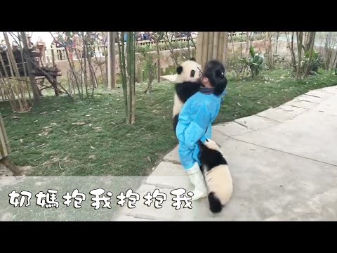 《熊貓早晚安》我才是你的小寶貝，奶媽抱我抱抱我 | iPanda熊貓頻道