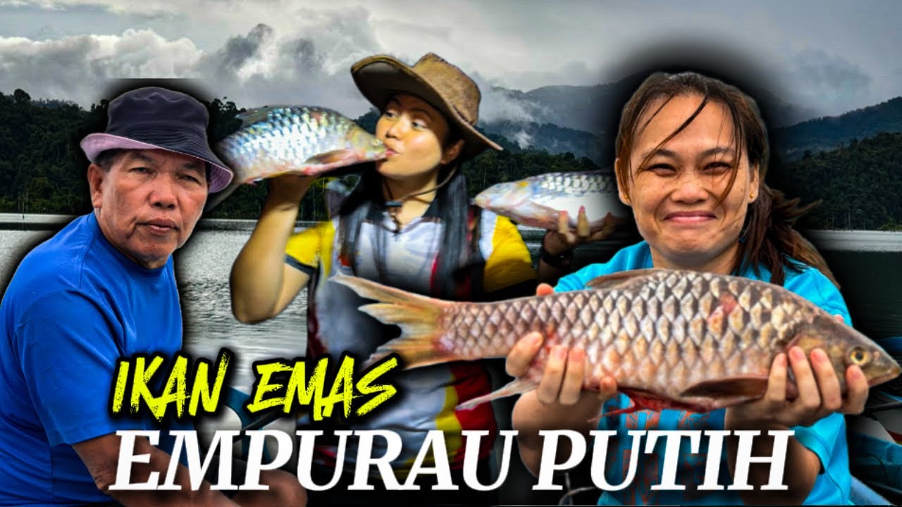 Rezeki dapat merasa ikan kayangan | Empurau Putih | Hulu Linau
