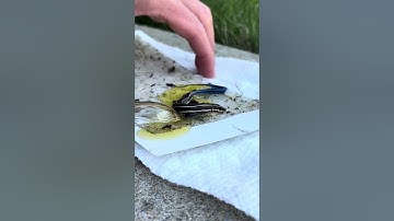 How to save a salamander or lizard stuck to a glue trap