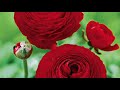 How to plant and care for RANUNCULUS flowers #Ranunculus#Tubers#Perennialbulbflower#GCROYALS#