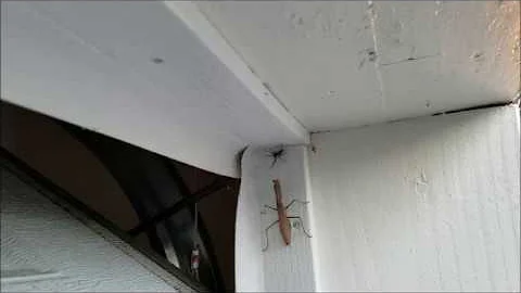 Praying Mantis vs Funnel Spider vs Cat