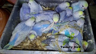 "Budgie ASMR: Chirps, Scratches, and Soft Talk!" budgies Parrot video screenshot 5
