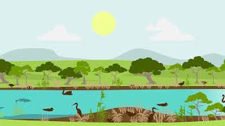 Animation one - the estuary