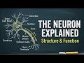 Neuron Structure and Function |Introduction to Neurons & Glial Cells | | Neuron kya hota hai |