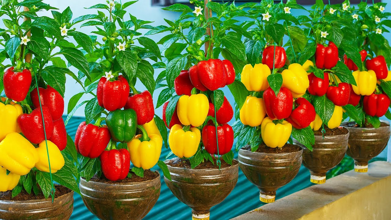 How to Grow Delicious Bell Peppers on a Balcony | Guide from the US and ...