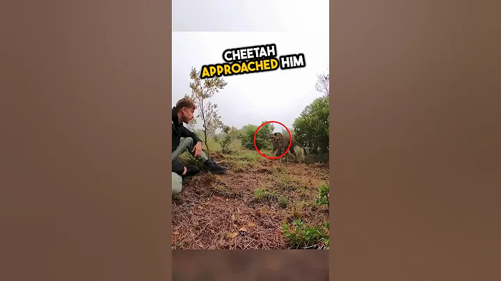 This cheetah’s journey warmed hearts 🥹❤️ #shorts